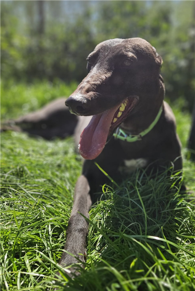 Honey, a 5 years old female Greyhound available for adoption from Greyhound Trust in Wales