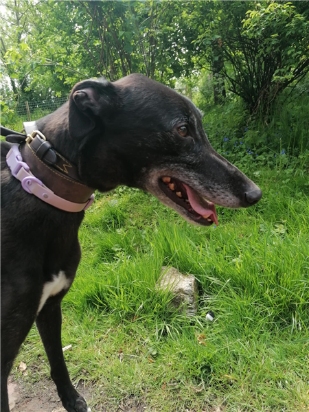 Moose, a 5 years old male Greyhound available for adoption from Greyhound Trust in Wales