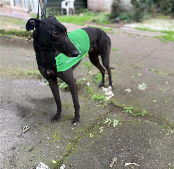 Sirius, a 5 years old male Greyhound available for adoption from Greyhound Trust in Wales
