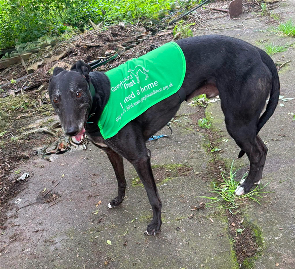 Ryan, a 6 years old male Greyhound available for adoption from Greyhound Trust in Wales