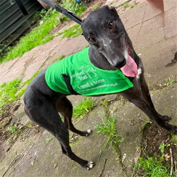 Susie, a 3 years old female Greyhound available for adoption from Greyhound Trust in Wales