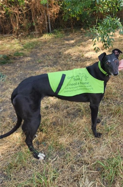 Dolly, a 4 years old female Greyhound available for adoption from Greyhound Trust in Wales