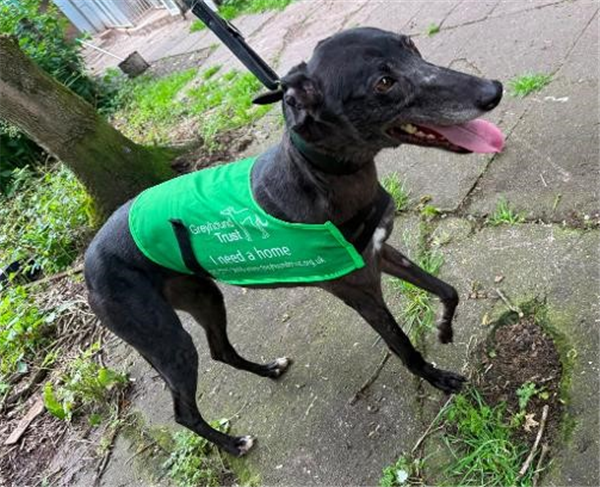 Big Boy, a 4 years old male Greyhound available for adoption from Greyhound Trust in Wales