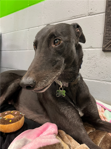 Major, a 7 years old male Greyhound available for adoption from Greyhound Trust in Wales