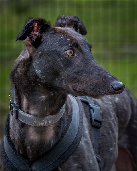 Beau, a 4 years old male Greyhound available for adoption from Greyhound Trust in Wales