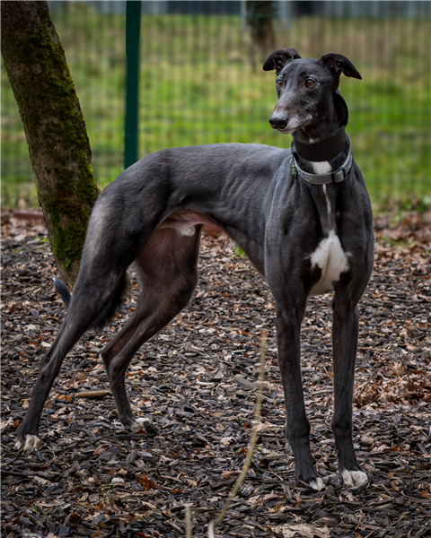 Merlin, a 3 years old male Greyhound available for adoption from Greyhound Trust in Wales