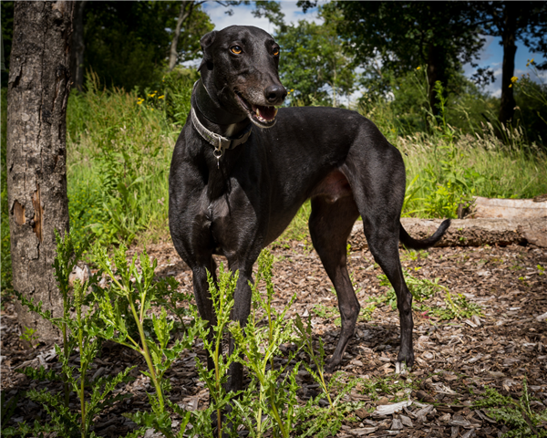 Miller, a 7 years old male Greyhound available for adoption from Greyhound Trust in Wales