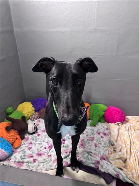 Annie, a 3 years old female Greyhound available for adoption from Greyhound Trust in Wales