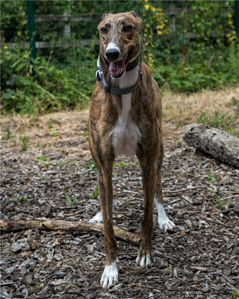 Valentine, a 3 years old male Greyhound available for adoption from Greyhound Trust in Wales