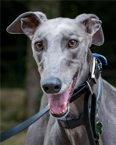 Weenie, a 3 years old male Greyhound available for adoption from Greyhound Trust in Wales