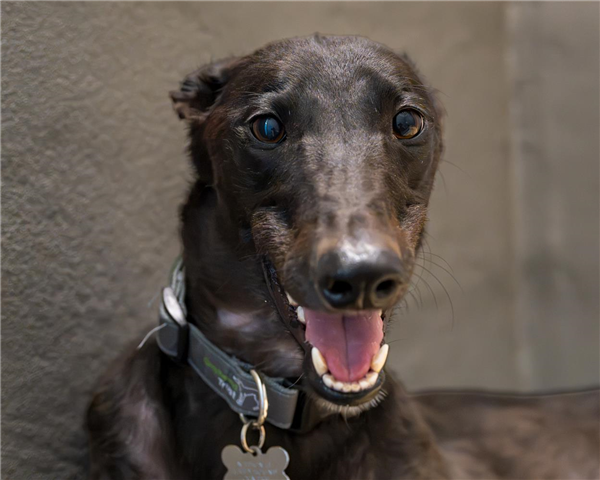 Twinkle, a 2 years old female Greyhound available for adoption from Greyhound Trust in Wales