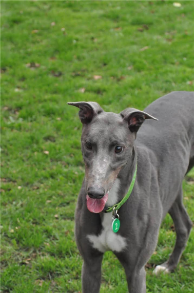 Sapphire, a 6 years old female Greyhound available for adoption from Greyhound Trust in Wales