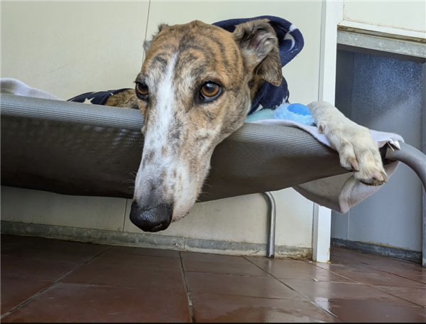 Reggie, a 5 years old male Greyhound available for adoption from Greyhound Trust in Staffordshire