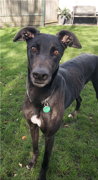 Isaac, a 5 years old male Greyhound available for adoption from Greyhound Trust in Staffordshire
