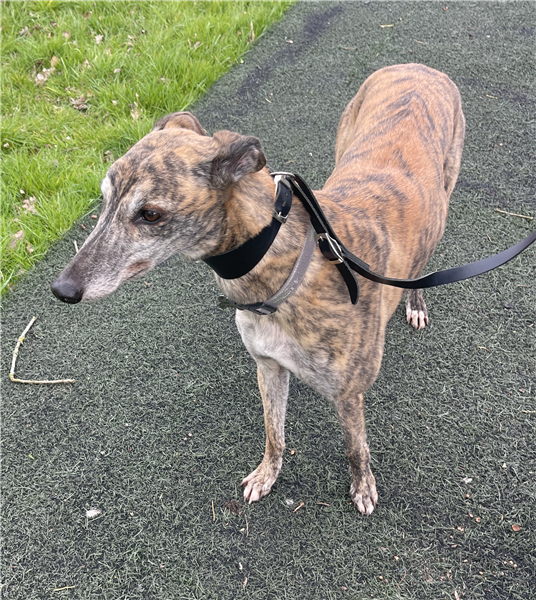 Gracie, a 6 years old female Greyhound available for adoption from Greyhound Trust in Wales