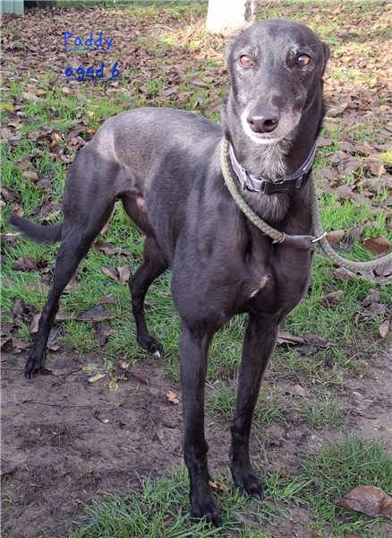 Paddy, a 7 years old male Greyhound available for adoption from Greyhound Trust in Wales
