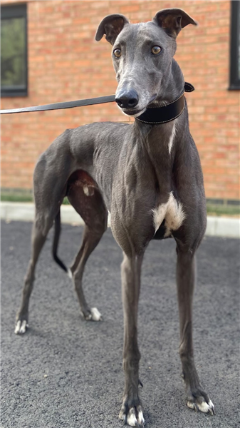 Bill, a 5 years old male Greyhound available for adoption from Greyhound Trust in Wales