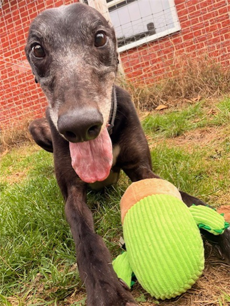 Syd, a 5 years old male Greyhound available for adoption from Greyhound Trust in Wales