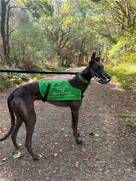 Oisin, a 2 years old male Greyhound available for adoption from Greyhound Trust in Wales