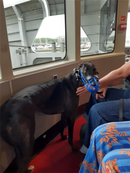 Annadown Zara, a 3 years old female Greyhound available for adoption from Greyhound Trust in Wales