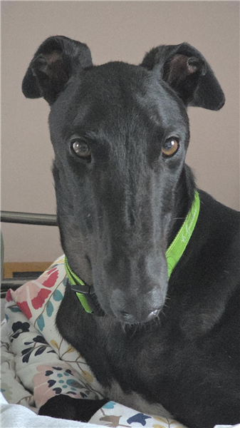Robert, a 4 years old male Greyhound available for adoption from Greyhound Trust in Wales