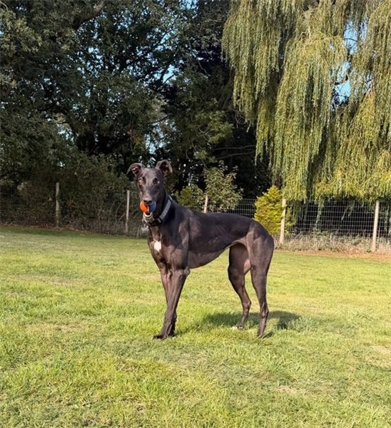 Anna, a 3 years old female Greyhound available for adoption from Greyhound Trust in Isle Of Wight