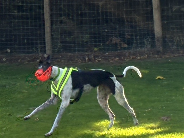 Lainy, a 4 years old female Greyhound available for adoption from Greyhound Trust in Isle Of Wight