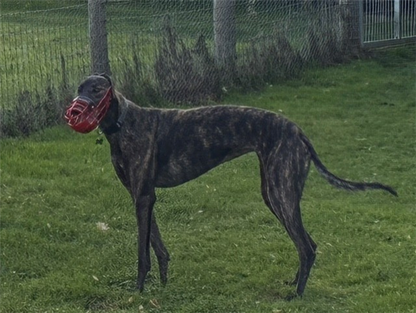 Lily, a 4 years old female Greyhound available for adoption from Greyhound Trust in Isle Of Wight