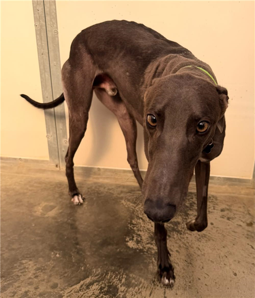 Jamie, a 3 years old male Greyhound available for adoption from Greyhound Trust in Isle Of Wight