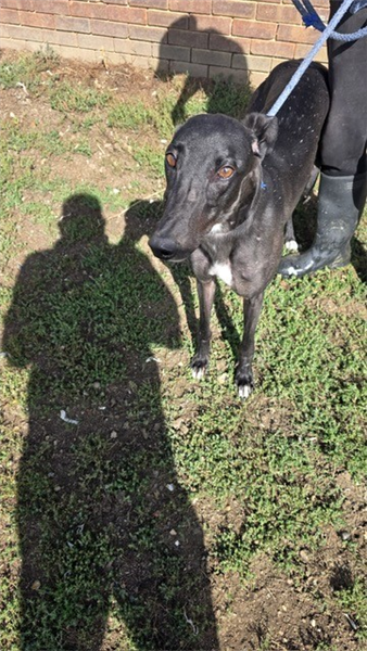 Luca, a 4 years old male Greyhound available for adoption from Greyhound Trust in Isle Of Wight