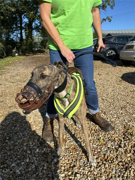 Francesca, a 5 years old female Greyhound available for adoption from Greyhound Trust in Isle Of Wight