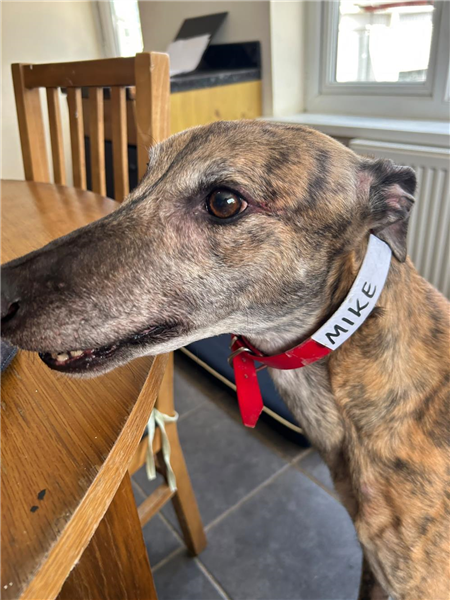Mike, a 5 years old male Greyhound available for adoption from Greyhound Trust in Devon