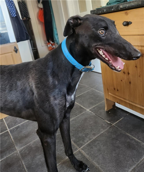 Keith, a 3 years old male Greyhound available for adoption from Greyhound Trust in Wales