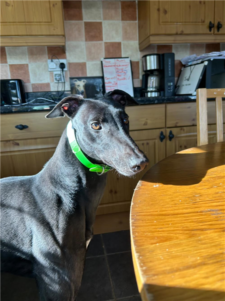 Shady, a 4 years old male Greyhound available for adoption from Greyhound Trust in Devon