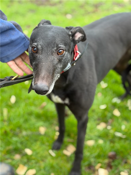Penny, a 6 years old female Greyhound available for adoption from Greyhound Trust in Wales