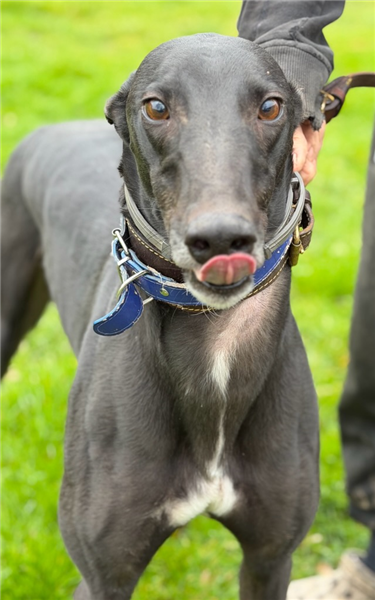 Cody, a male Greyhound available for adoption from Greyhound Trust in Wales