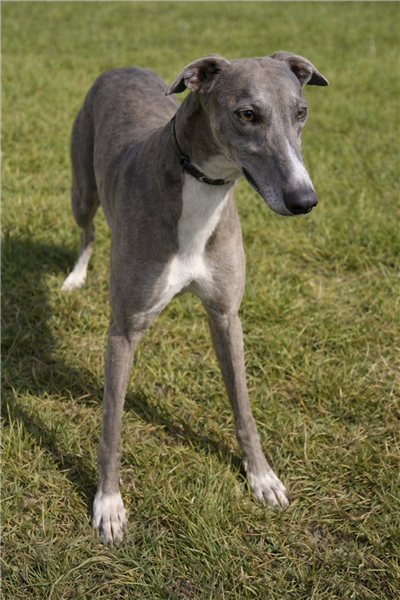 Ted, a 7 years old male Greyhound available for adoption from Greyhound Trust in Wales