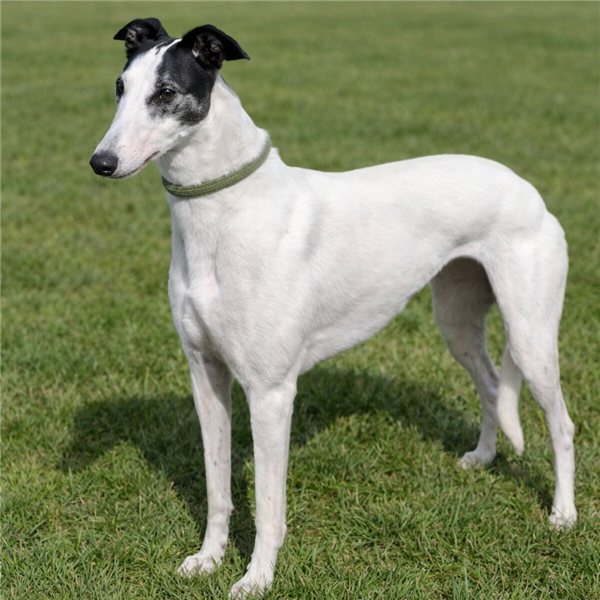 Kiki, a 6 years old female Greyhound available for adoption from Greyhound Trust in Wales