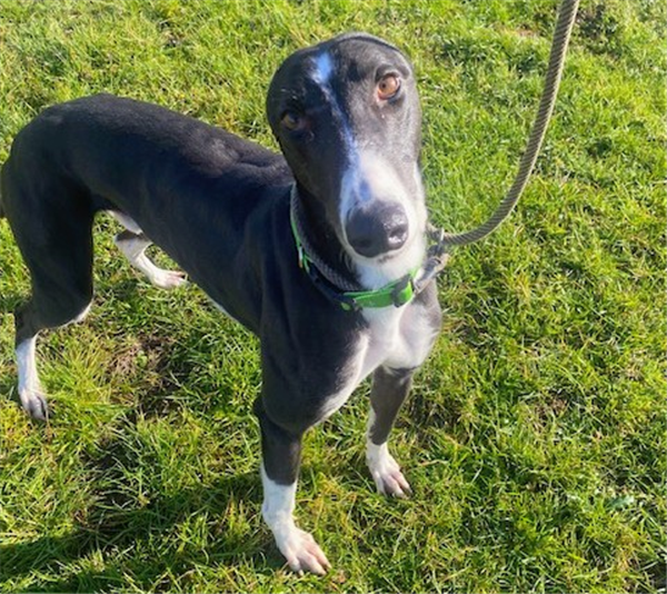 Socks, a 3 years old male Greyhound available for adoption from Greyhound Trust in Suffolk