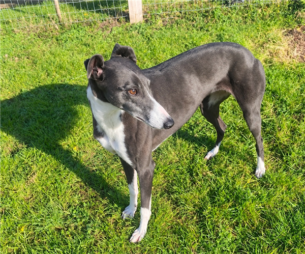 Rita, a 5 years old female Greyhound available for adoption from Greyhound Trust in Suffolk
