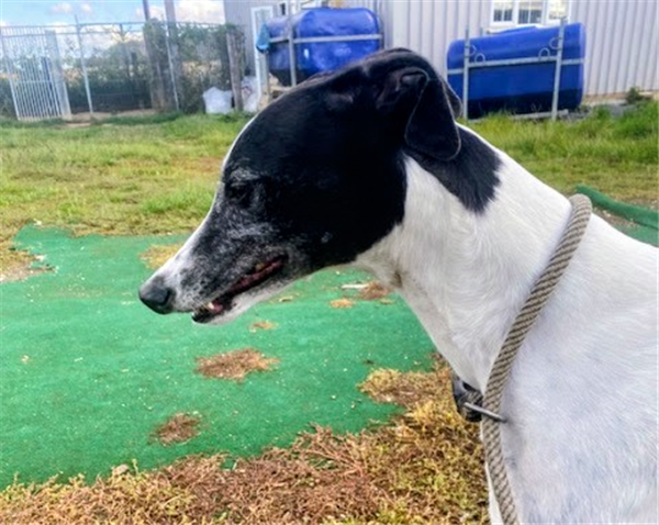 Poppy, a 5 years old female Greyhound available for adoption from Greyhound Trust in Suffolk