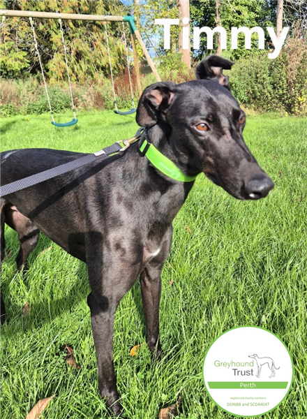 Timmy, a 3 years old male Greyhound available for adoption from Greyhound Trust in Wales