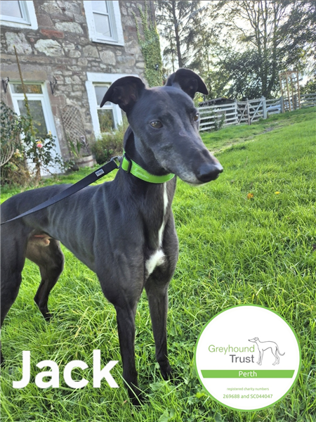Jack, a 3 years old male Greyhound available for adoption from Greyhound Trust in Wales