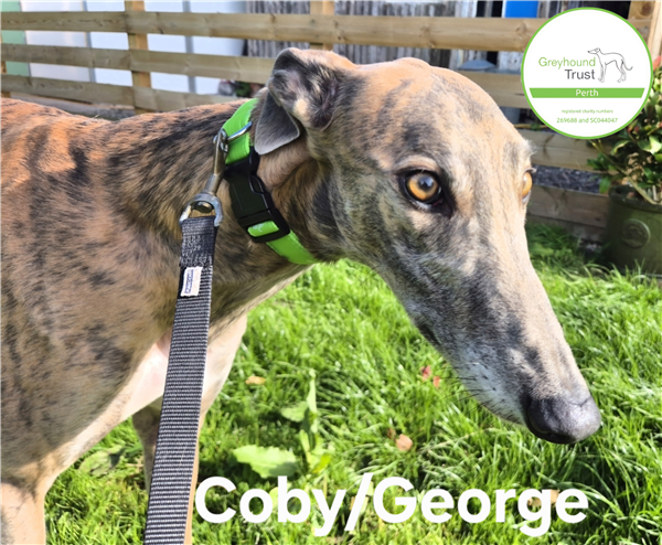 Coby, a 4 years old male Greyhound available for adoption from Greyhound Trust in Wales