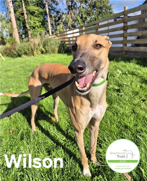 Wilson, a 2 years old male Greyhound available for adoption from Greyhound Trust in Wales