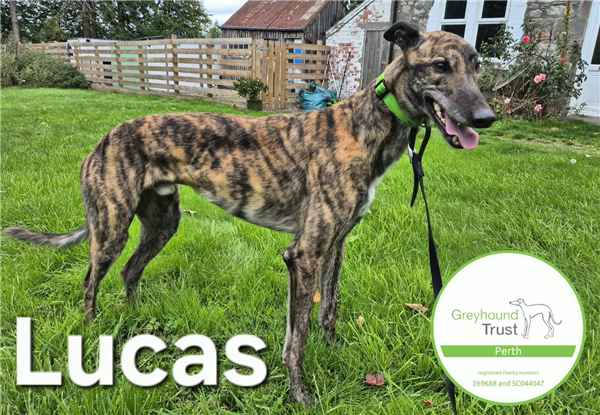 Coolavanny Lucas, a 4 years old male Greyhound available for adoption from Greyhound Trust in Scotland