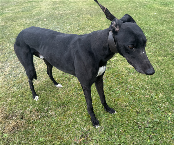 Jet, a 7 years old male Greyhound available for adoption from Greyhound Trust in Wales
