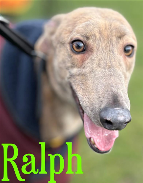 Ralph, a 3 years old male Greyhound available for adoption from Greyhound Trust in Wales
