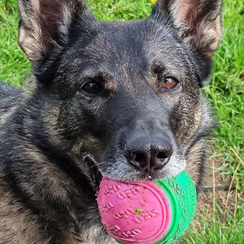 Kia, a Unknown old female German Shepherd available for adoption from GSD Welfare Fund in Lincolnshire