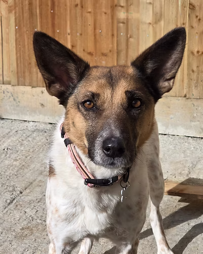 Cornelia, a 12 years old female Crossbreed available for adoption from Hampshire Paws in Hampshire